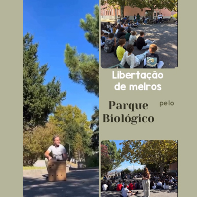 Libertação de Melros pelo Parque Biológico
